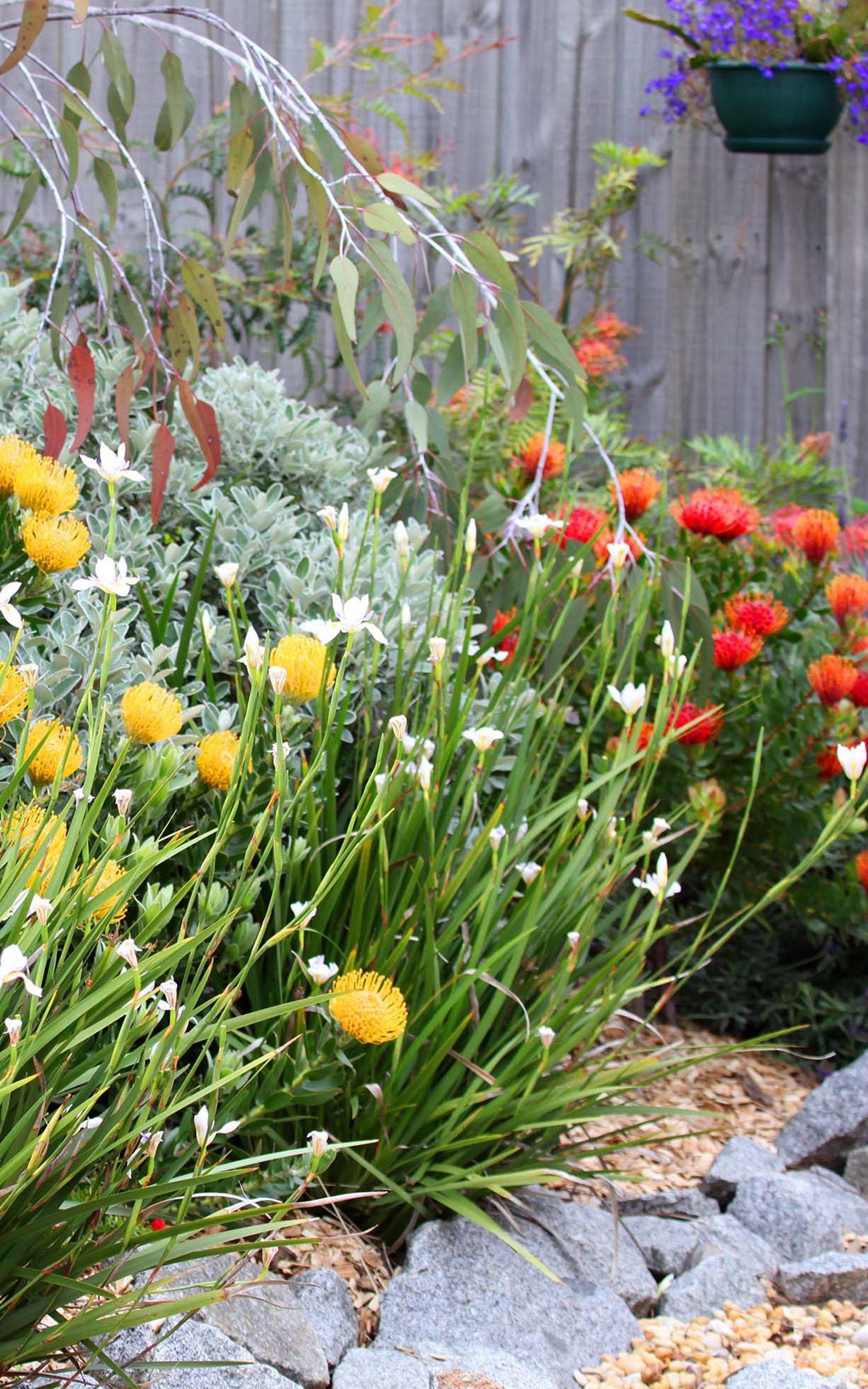 Gardens Maintenance Planting Natives Venus Bay South Gippsland Brushcutting Gardens Maintenance Planting Natives Venus Bay South Gippsland Brushcutting